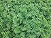 Alfalfa Seed 1lb Bag (COATED)