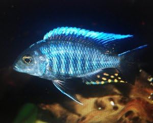 Golden Glove Fishery Blue Peacock Cichlid - African Cichlid