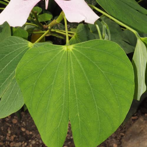 Chuxay Garden Bauhinia Monandra Tree Seed 500 Seeds Bauhinia Variegata Deciduous Shrub Pink Orchid Butterfly Tree Striking Landscaping Plant Great Courtyard Flower #TOP5