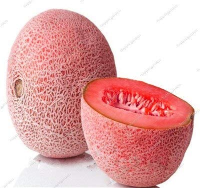 25 semi di MELONE RETATO+ OMAGGIO +GRATUITA 25 semi di MELONE RETATO+ OMAGGIO +GRATUITA