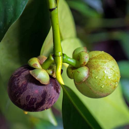 CHUXAY GARDEN Mangosteen Tree Seed 100 Seeds Garcinia Mangostana Fruit Sweet Non-GMO Juicy Fruits Great Taste Easily Grow