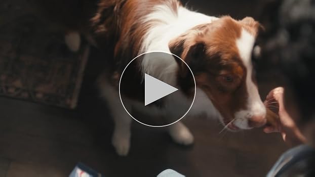 Amazon.com : Purina Busy Bone Adult Dog Chew Bone Treats