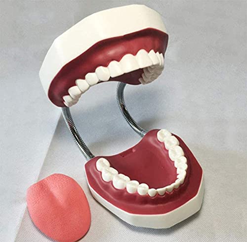 Modèle d'étude dentaire adulte standard pour expliquer l'anatomie simplement
