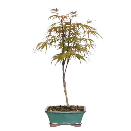 KENTIS - Bonsai Acer Palmatum Peve Dave - Acero Palmato - Pianta Vera da Esterno Ornamentale - H 32/42 cm Vaso in Ceramica 18 cm