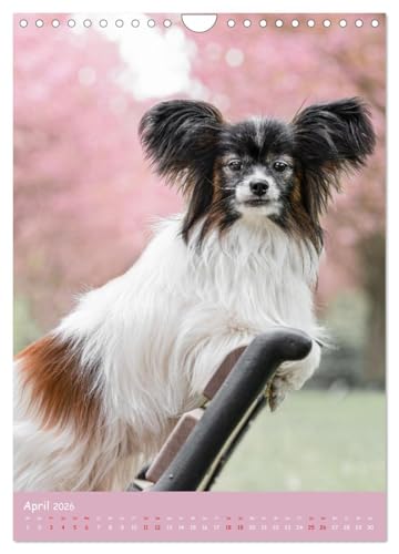 Flora Canidae - der Hunde-Blühpflanzen-Kalender (Wandkalender 2026 DIN A4 hoch), CALVENDO Monatskalender: Hunde und blühende Pflanzen streicheln die Seel, sie machen glücklich! (CALVENDO Tiere)
