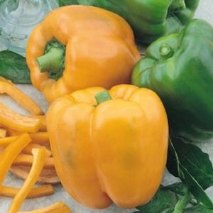 Golden California Wonder Yellow Bell Pepper Plant- Non Gmo - Two (2) Live Plants - Not Seeds - Each 4"-7" Tall- In A 3.5 Inch Pots #TOP1