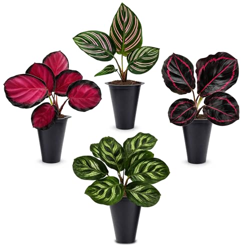 Calathea Collection (4 Pack) Live Plants – Stunning Foliage Prayer Plants Like Orbifolia, Rose...