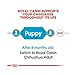 Royal Canin Chihuahua Puppy | 3er Pack | 3 x 500 g | Trockenfutter für Chihuahua Welpen bis zum 10. Monat | Zur Unterstützung der körpereigenen Abwehrkräfte | Hohe Akzeptanz