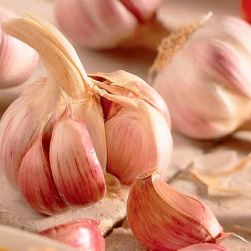 2 x Garlic Pink Germidour Bulbs - Easy to Grow - Strong Flavour- Enjoy Home Grown Garlic Taste - for Your Beautiful Kitchen Garden
