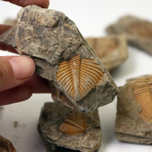 Image of iplusmile Trilobite Specimen Model 1.96X1.77X0.59In Paleontology Science Education Toy for Kids Table Ornament and Home Display