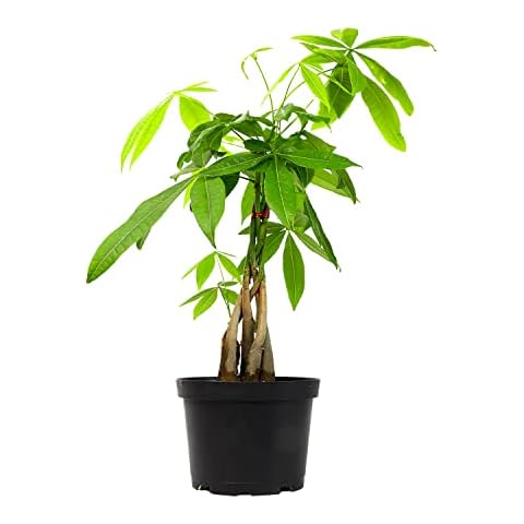 Money Tree Plant Indoor House Plants, Chinese Money Plant Decor, Bonsai Tree Feng Shui Decor, House Plants Indoors Live Plants Indoor Plants Live Houseplants Live Indoor Live Plants by Plants for Pets Cover