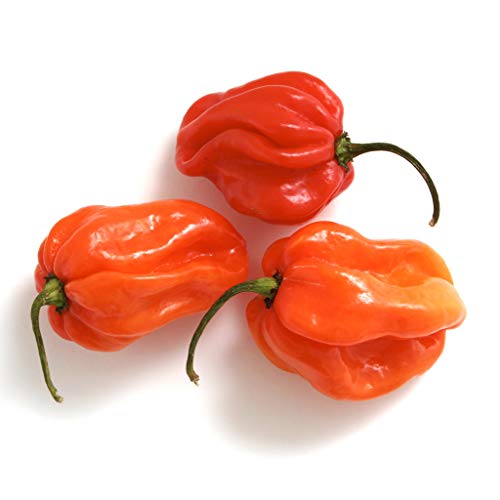 Fresh Scotch Bonnet Peppers 100g - imported weekly from Jamaica