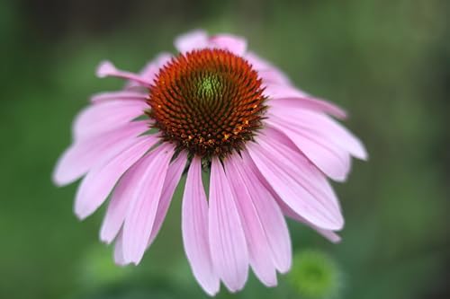 Semillas orgánicas de equinácea pupupurea (Echinacea purpurea) 75 semillas (0.02oz) por Smoke Camp Crafts