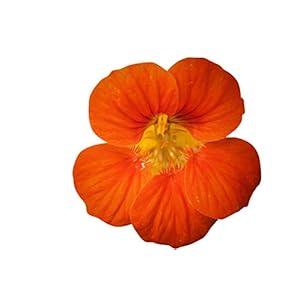 Nasturtium 30 zaden -gezond en pittig-
