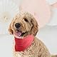 ICEMOOD Haustier-Baumwoll-Bandanas mit verstellbarem Druckknopf für kleine Welpen – Einfarbiges Hundehalstuch,Wein Rot,M