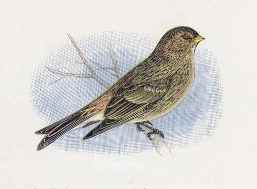 Affiche Toile Alexander Lydon le Twite Portrait d'Art aux Finitions Premium 60x90cm