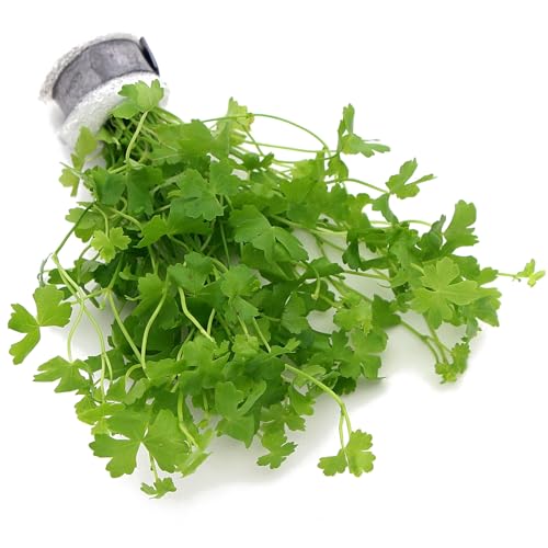 Hydrocotyle Tripartita Japan Live Aquarium Plant Fast Growing Aquascape Carpeting Freshwater Tank Shrimp Safe Easy Care Natural Green K2AQUA Hydrocotyle Tripartita Japan Live Aquarium Plant Fast Growing Aquascape Carpeting Freshwater Tank Shrimp Safe Easy Care Natural Green K2AQUA