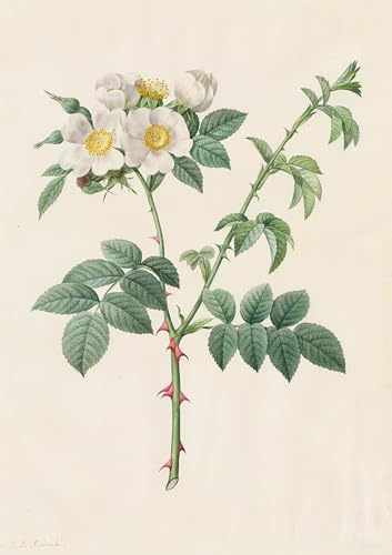 Pintura Poster Brier Bush Rose en lienzo decorativo de 60x90cm
