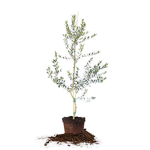Arbequina Olive 4-5
