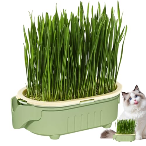 TÍTULO 2: Macetero de césped para gatos elefante – Bandeja hidropónica de 6.46 x 3.46 x 2.01 pulgadas, diseño de riego sin suelo, material seguro y duradero | Solución creciente del césped del animal