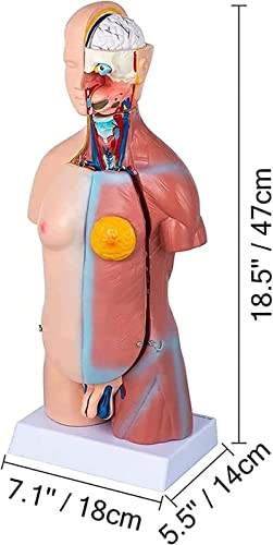 Entiende los organos internos de forma facil con este torso anatomico 4