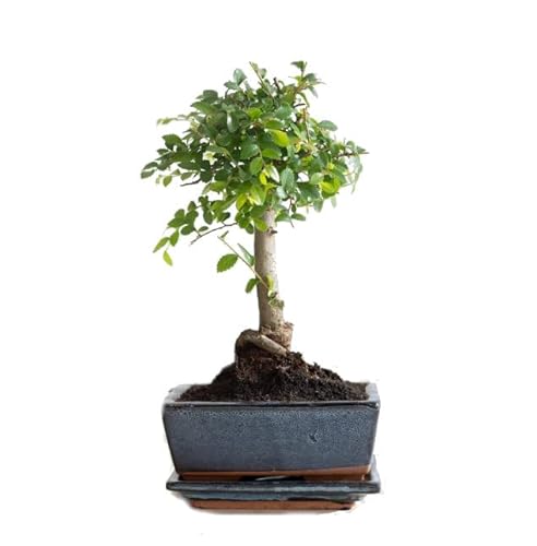 Bonsái Olmo Chino (Ulmus Parvifolia) Natural Árbol Fácil de Mantener