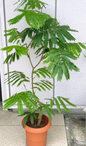 観葉植物 エバーフレッシュ 7号」の人気商品一覧・価格比較 - 価格.com