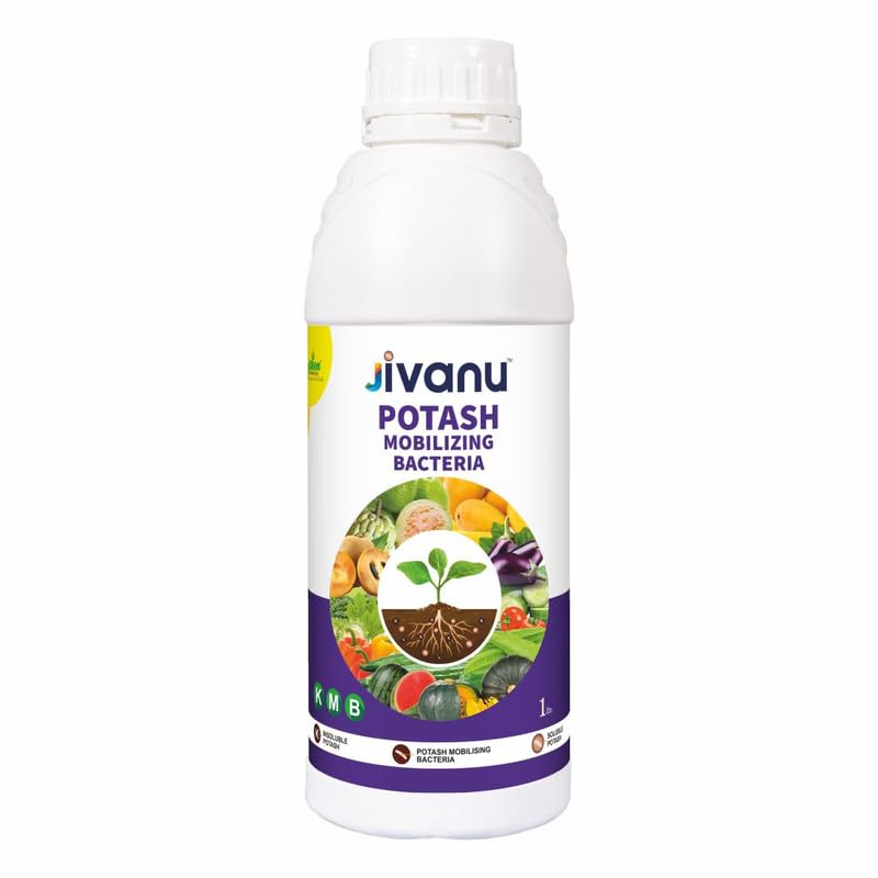 See full amazon price history chart for Jivanu KMB (Potassium Solubilizing and Mobilizing Bacteria – KSB/KMB) 1L, Bio-Fertilizers Pack of 1 L. Jivanu KMB (Potassium Solubilizing and Mobilizing Bacteria – KSB/KMB) 1L, Bio-Fertilizers Pack of 1 L. (B0D33LF4BP) Amazon Price History, Amazon Price Tracker