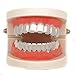LuReen 8 Teeth Grillz 14k Gold Top and Bottom Grills Set Shiny Hip Hop Teeth Grillz + Extra Molding Bars for Halloween Costume Cosplay