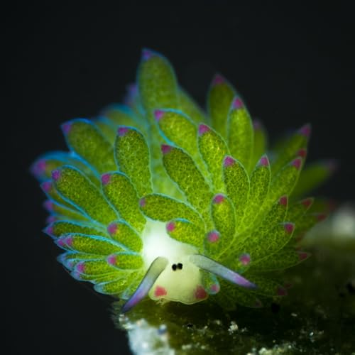 a ovelhinha do mar que vive… de luz! a longa história do Outro Mundo