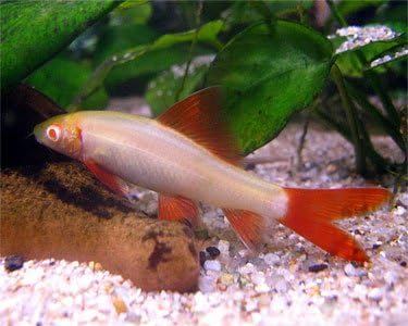 Live Freshwater Aquarium Fish -2.5 to 3.5 -" Albino Rainbow Shark - Albino Rainbow Shark Live Tropical Fish - Great for Aquariums - Populate Your Fish Tank!