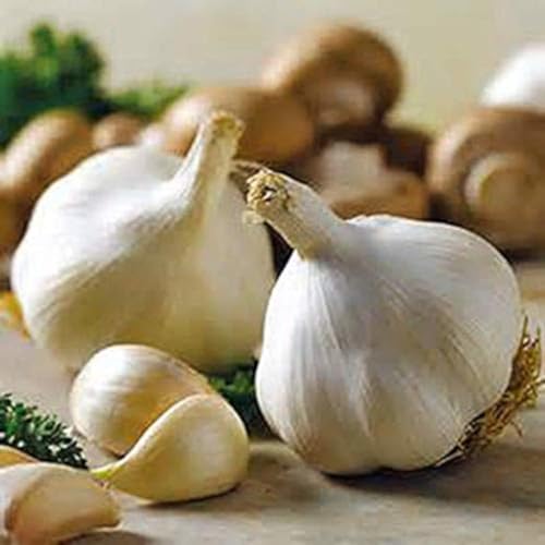 FRESH HIMALAYAS Organic Garlic Bulbs 10 | Grew ON HIGH Altitude Fresh Himalayan Garlic Bulb for Spices & Health Benefits Planting & Growing - Product of MT. Everest Country, Nepal