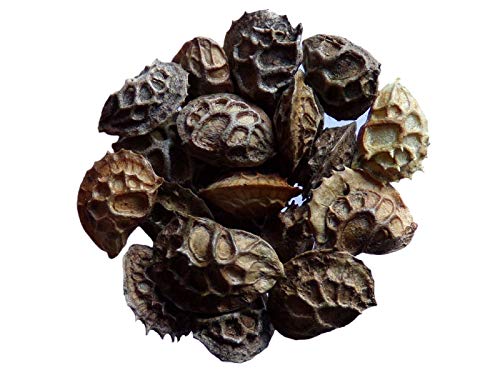 Portal Cool Paquete de semillas: 15 Gramos: Individual Esparceta - Onobrychis viciifolia - Onobrychis - (abonos verdes - Sem05