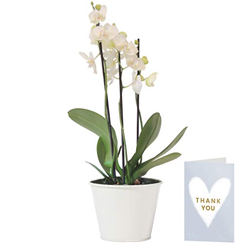 White Phalaenopsis Orchid Plant | Free UK Delivery | Pot Included | Free Personalised Card & Message | Our Orchids are The Perfect Indoor House Plants | Ideal Fresh Flower Gift for The Home