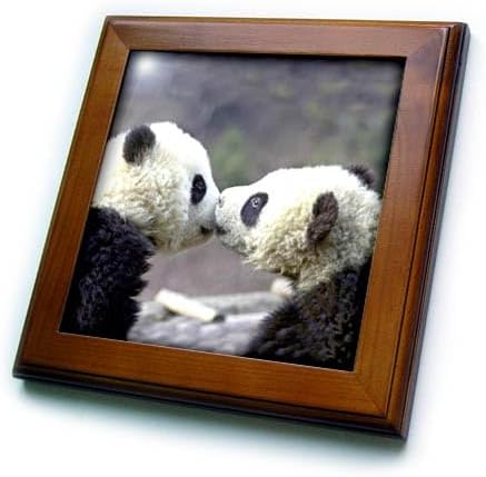 3dRose ft_2547_1 Baby Pandas Framed Tile, 8 by 8-Inch