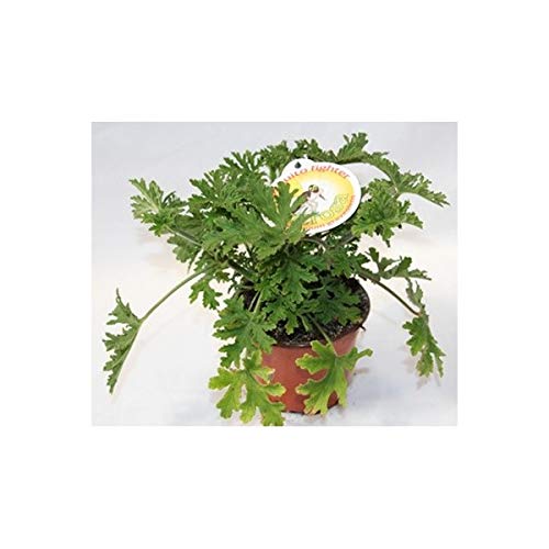 Geranio de olor antimosquitos (maceta 13 cm Ø)