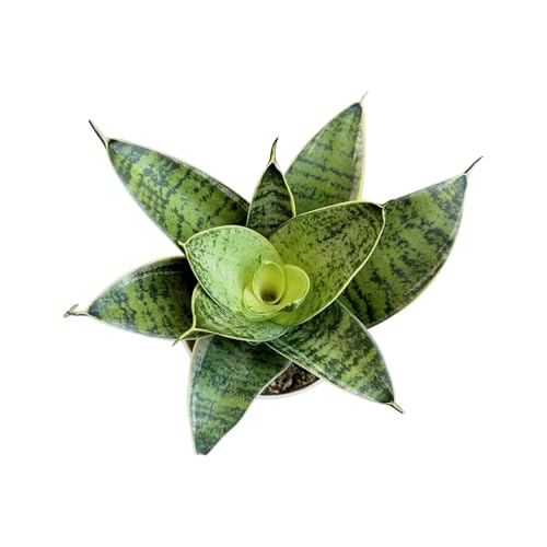 Hopewind Plants Shop Snake Plant, Sansevieria, Live Indoor Plant, Easy Care, Air Purifying Plant, 4 inch Pot (Silver Star)