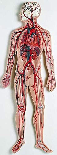 Myra Human Circulatory System Model