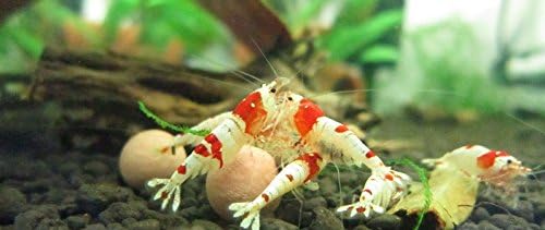 Red Bee Mineral Balls Shrimp Supplement (10 Balls) 8MM Invertebrates Aquarium Fish Tank