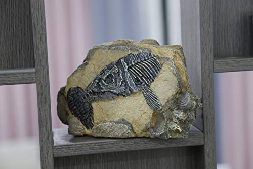 Reptiles-Amphibians Habitat-Hideouts Rock Aquarium-Decorations - Dinosaur Fish Bone Fossil Imitation Skull Model for Lizard Chameleon Tortoises Snake Spider Frog Gecko Praying - Thumbnail 4