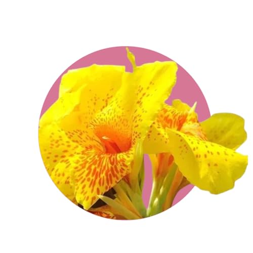 Muda de Biri Amarelo Cana Índica Bananeirinha de Jardim Amarela