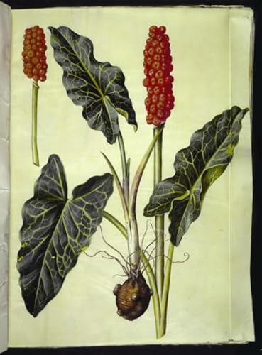 IPLUPJDY Peinture Poster Art Mural en Toile Impression Tableaux Arum Italicum de Hans Simon Holtzbecker Peinture Affiche Pour la Décoration Murale 60x90cm