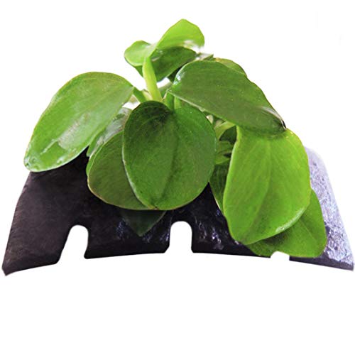 LUFFY Coco Petite Nana -Plant on coconut shell Suitable for Nano Tanks Best Placed on Rock or Wood for Beautiful Tanks