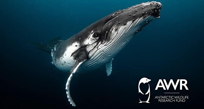 Miniatura 9 de Aceite de krill orgánico 100% puro 1000 mg, suministro de 180 días, Omega 3, concentración más alta 56% fosfolípidos, capturado en la naturaleza,