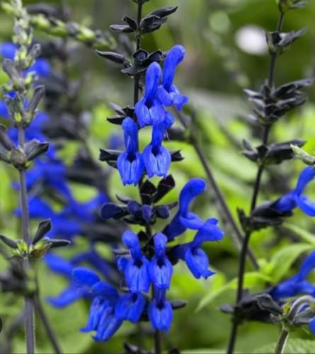 Black and Blue Salvia Guaranitica – Live Perennial Plant 3" Pot – Hummingbirds Black and Blue Salvia Guaranitica – Live Perennial Plant 3" Pot – Hummingbirds
