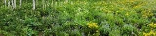 Posterazzi Aspen trees and wildflowers on hillside Crested Butte Gunnison County Colorado USA Poster Print, (20 x 5)