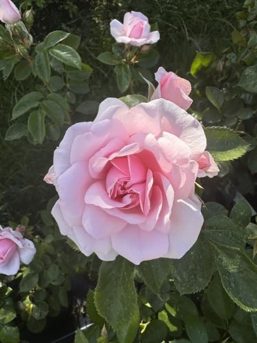 My Beloved Mother - Soft Pink Rose - 4L Potted