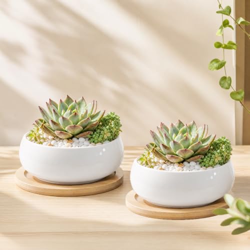 Ceramic Succulent Pots with Bamboo Tray