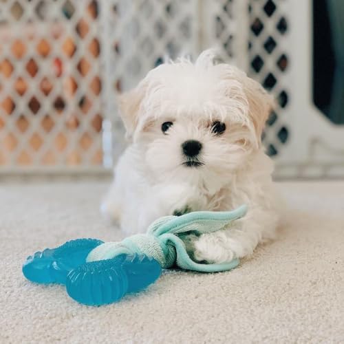 Image of Nylabone Puppy Chew 2-in-1 Teething Freezer Bone Dog Chew Toy, Small