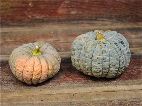 Miniatura 1 de 10 semillas de verduras Black Futsu Squash